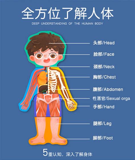 身体部位|人体简介